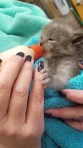 2.3K views · 218 reactions | This itty bitty baby came to us at barely two weeks old after being discovered alone (sadly we believe mommy was hit by a car). We have worked around the clock bottle feeding Blu every 2 hours (our awesome Executive Director takes him home for night feedings). #thisisspecialneeds #whywearehere | Animal Lifeline of Iowa | Facebook