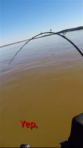 Big James River Catfish