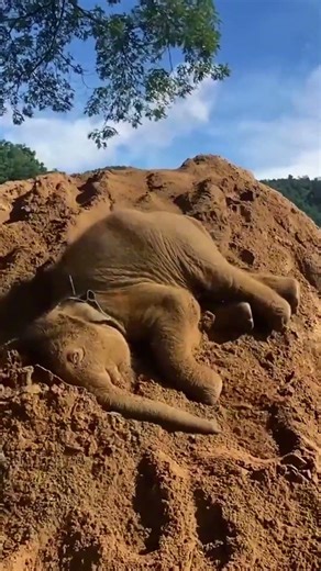 The Happiest Baby Elephant You’ll See Today! 🐘✨#babyelephant #cute #funnyanimals