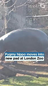 Pygmy hippo Amara has moved into her new home at ZSL London Zoo Amara, who weighs 200kg, and 26-year-old Thug, who tips the scales at 280kg, hit it off straight away when they were introduced in the pair’s hippo hot tub. | London Live | Facebook