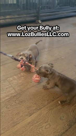 Pocket Bully Puppy training and exercising.