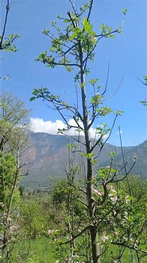 Apple flowering Time #reels