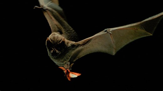 The Evolutionary Race Between Moths and Bats