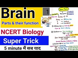 Short Tricks: Neural Control and Coordination Video Lecture | Biology Class 11 - NEET