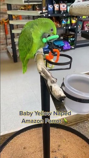 Baby Yellow Naped Amazon Parrot. One of the top 3 talking pet birds.