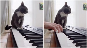 Cat Sitting on Keyboard Helps Play Van Halen's 'Jump'