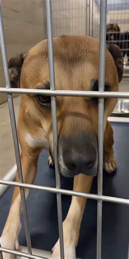 Adopted Dog’s Reaction Will Melt Your Heart#Emotional #DogLover #AdoptedDog #ViralDogs #RealMoments