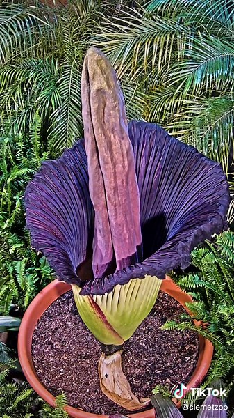 Rarest Flower in the World: Corpse Flower Time lapse