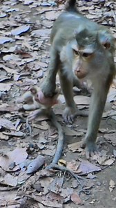 A newborn gibbon is a heartwarming addition to any zoo, wildlife sanctuary, or natural habitat. As members of the Hylobatidae family, 👉Full Story in comment : | Monkey MOKA