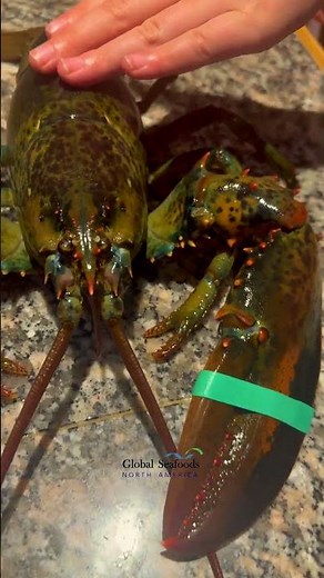 Live Maine Lobster on the Kitchen Table | Cooking Cold-Water Lobster Step by Step