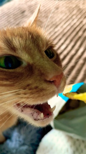 Smelly human food😆 #cat #funnycats #smellycat