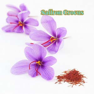 10 Saffron Crocus Bulbs, Organic Saffron Flower, Rare Spice for Home Garden - Etsy