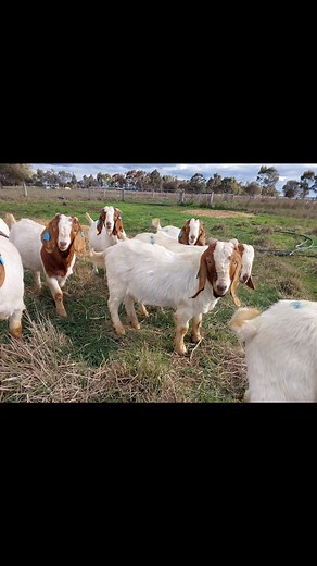 **Place all orders and drop a comment. -Shipping worldwide and delivery is 100%. -Read The Advert for Location and Price Range. -Goats = R750-R4000. -Sheep's = R550-R2500. -Calves = R3500-R5000. -Cows = R9000-R11000. Location: Virginia, Free State. Delivery: Yes we offer DELIVERY services. FOR A FULL PRICE LIST, CONTACT THE FOLLOWING: WHATSAPP: 27738360824. CALL: 27738360824. #Angola #Kenya #Botswana #Senegal #Malawi #Zimbabwe #Tanzania #Congo #Zambia #Gambia #livestock #Egypt #Algeria #SouthAfr