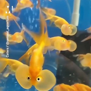 12K views · 93 reactions | We thought there was something fishy about their faces | Metro | Facebook