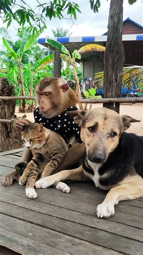 Great video Super SokYaa Very Adorable & Harmony Animals Around The World #shorts