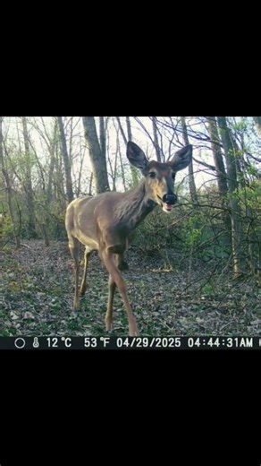 Spring Buck Bachelor Group 4-29-25