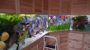 ► Prächtiges Diskus Aquarium ◄ Dieses Aquarium wurde im kompletten Raum an der Wand verbaut und geht über Eck. Hier fühlen sich die Diskus Fische wohl. Wir hoffen das Aquarium gefällt euch! © Video: Volkers Discus Paradise Berlin | Aquarien Deutschland