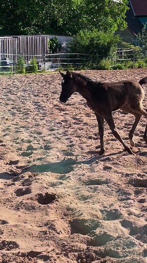 It‘s foal time 🥰❤️ more sweet foal videos? Follow me 🥰😘💝 #fohlen #fohlenglück #fohlen2022 #fohlenweide #fohlenzeit #foalsofinstagram #foal2022 #foalphotos #foaltime #vollblutaraber #vollblutarabergestüt #araberfohlen | Valentina Arabians