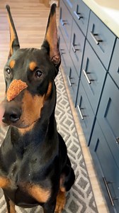 Stupid pet tricks part 4 - catching a treat off your snout. Putting that long snout to good use 😁. It would be more impressive if he actually waited for the command lol. Baby steps😁 #brucethedoberman #doberman #dobermann #rubydooby_do #dogsofinstagram | Rubydoobydo
