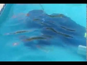 Reparación de fisura en piscinas Málaga www.piscipool.net