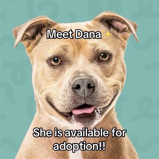 Happy Forever Friend Friday!! Meet Dana a pup ready for action. Dana is a friendly gal with big dreams. She wishes for her own bed and maybe some of those cool pajamas she has seen doggos on Insta wearing. She is not sure if pink or purple would be her best color...so maybe one of each. She is pawsitive she will be a big fan of pup cups and belly rubs....can you make her wish come true ASAP...waiting is not her strong suit. @nevadahumanesociety #adopt #rescue #shelter #reno #NV #northernnevada #
