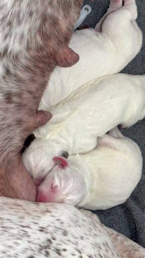 BRAQUE DU BOURBONNAIS - NEBRASKA