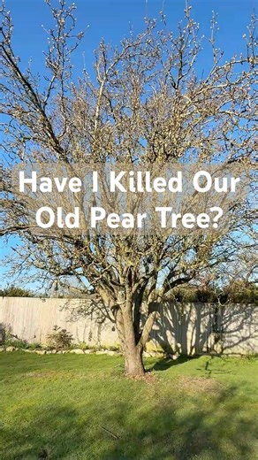 Cutting Our 70 Year Old Conference Pear Tree
