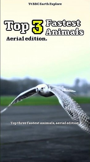 Top 3 Fastest Animals on Earth Aerial Edition