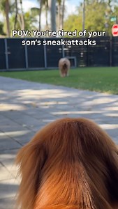 168K views · 31K reactions | She sees it coming everytime… #goldendoodle #goldenretriever #funnydog | Brodie That Dood | Facebook
