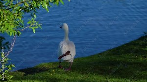 Snow goose (Anser caerulescens), consisting of both white morph and dark morph (blue goose), is North American species of goose, collectively with Ross's goose referred to as white or light geese.