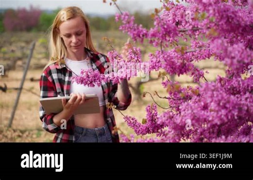Agronomist using a digital tablet for quality control while examining blooming flowers in a field, showcasing smart farming technology and agricultural business analysis Stock Video Footage - Alamy