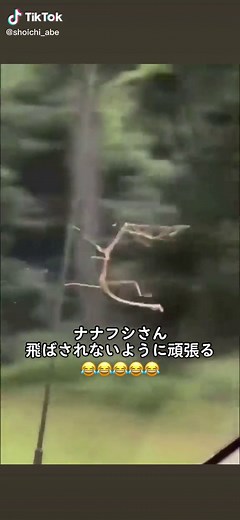 ナナフシのおもしろ動画集