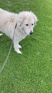 Here is Avis heading to work at Flagstaff Hill Maritime Village Warrnambool🐧🐾 With a view like that, no wonder she is so happy to head to work everyday 🤩🐾🐧 | Middle Island - Maremma Penguin Project