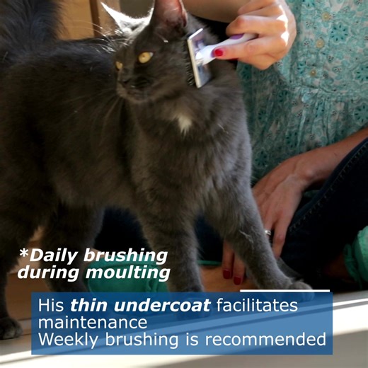  Unveil the secrets to caring for your Angora cat with our must-watch video! ✨ Discover their grooming needs, and the ideal diet to keep them healthy and happy. #AngoraCats #CatCare #HealthyDiet #GroomingTips | Virbac | Facebook