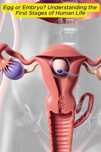 Egg or Embryo? Understanding the First Stages of Human Life #humanbiology #anatomy #educationalvideo