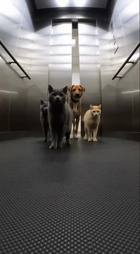 🐶🐱 Dog Chases Cats… Unexpected Twist You Must See #pets #funny #animals