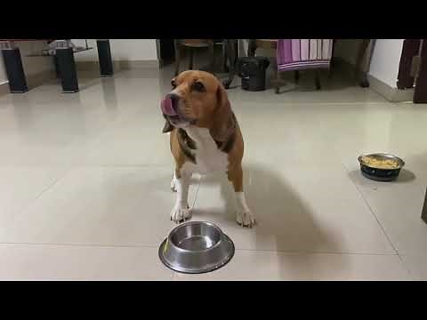 REVERSE SNEEZING in a beagle