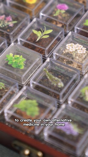 ✨ Make holiday gifting magical and practical. The LUSH&DEW Seed Chest includes 40 non-GMO herbs used for teas, remedies, aromatics, and garden beauty—complete with planting instructions. 🎁 A thoughtful gift for green thumbs and beginners alike. | Lush&Dew