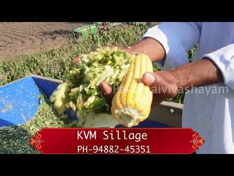 இப்போ டிரெண்டிங் இந்த தீவனம்தான் பால் 30 சதவீதம் அதிகம் தருது /This feed is trending right now