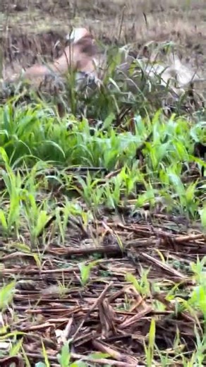 Monster Buck Hunting | Giant Whitetail Deer | Intense Moment