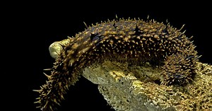 Cet animal respire par son anus, mais comment fait-il ?