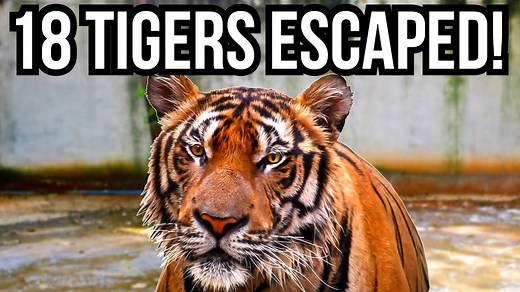 3 Of The Craziest Things That Have Ever Happened In Zoos