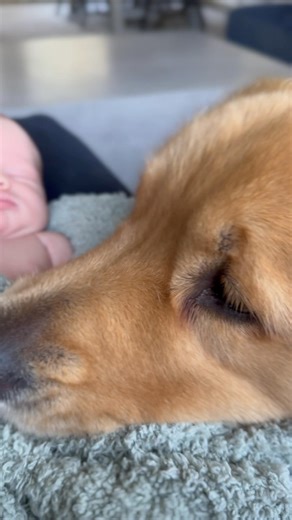 Shawn Booth on Instagram: "The Booth Boys are settling in nicely 👌🏼"