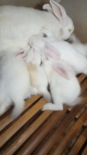 Amazing.!! #fyp #animals | Rieyancool Rabbit