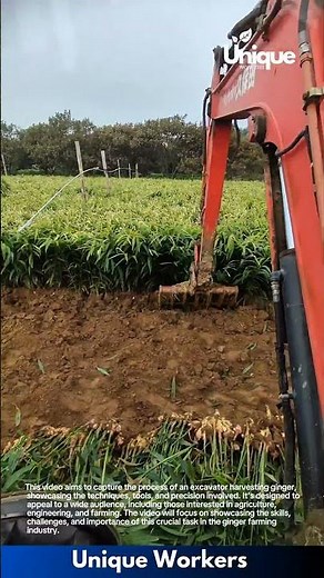 Ginger harvest for beginners: a simple guide to excavator harvesting