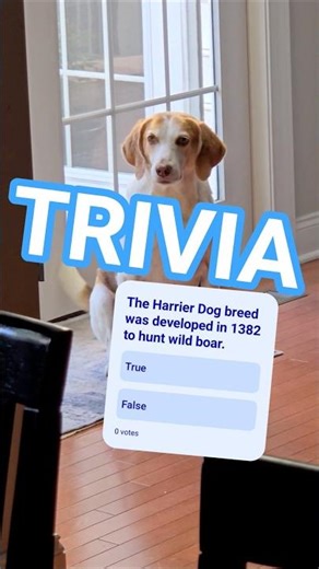 The Harrier's development and purpose 🐶 #tuesdaytrivia #vote