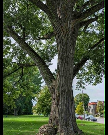 Linden Tree Song sample