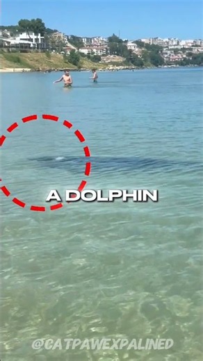 Wild Dolphin Approaches Humans for LOVE — This Will Melt Your Heart 🐬❤️