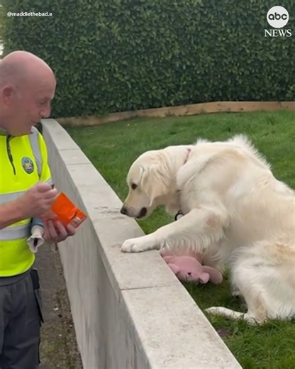"It's like a child going to Disneyland." Maddie, a golden retriever in Belfast, Northern Ireland, looks forward to Fridays to see her friends: the neighborhood bin collectors. https://abcnews.visitlink.me/-vX3oT | ABC News
