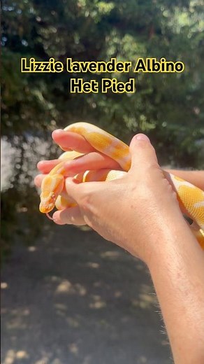 Lizzy the Lavender Albino Ball Python Looks Absolutely GORGEOUS #snake #python #reptiles